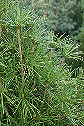 Wintergreen Umbrella Pine (Sciadopitys verticillata 'Wintergreen') at Stonegate Gardens