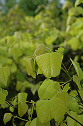 Gilded Hearts Redbud (Cercis canadensis 'Gilded Hearts') at Lakeshore Garden Centres