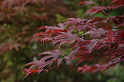 Fireglow Japanese Maple (Acer palmatum 'Fireglow') at Lakeshore Garden Centres