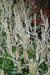 Tricolor Willow (Salix integra 'Hakuro Nishiki') at The Mustard Seed