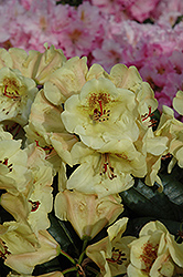 Viscy Rhododendron (Rhododendron 'Viscy') at Stonegate Gardens