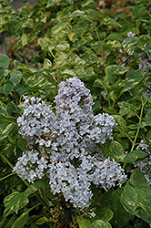 Aucubaefolia Lilac (Syringa vulgaris 'Aucubaefolia') at Stonegate Gardens