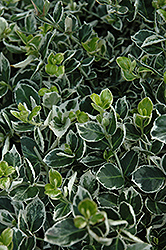 Ivory Jade Wintercreeper (Euonymus fortunei 'Ivory Jade') at The Mustard Seed
