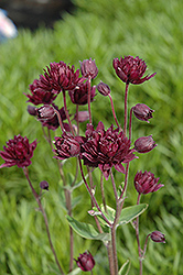 Clementine Dark Purple Columbine (Aquilegia vulgaris 'Clementine Dark Purple') at The Mustard Seed