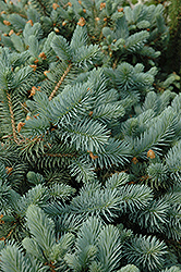 Lundeby's Dwarf Blue Spruce (Picea pungens 'Lundeby's Dwarf') at Stonegate Gardens