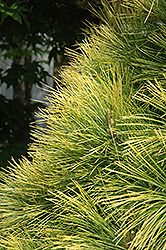 Louie Eastern White Pine (Pinus strobus 'Louie') at Stonegate Gardens