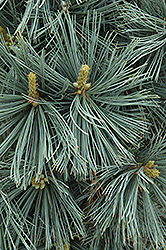 Extra Blue Limber Pine (Pinus flexilis 'Extra Blue') at Stonegate Gardens