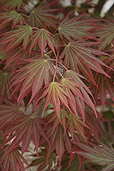 Johin Japanese Maple (Acer 'Johin') at Stonegate Gardens