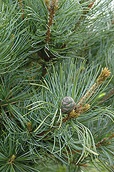 Ibo-Can Japanese White Pine (Pinus parviflora 'Ibo-Can') at Stonegate Gardens