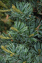 Fukushima White Pine (Pinus parviflora 'Fukushima') at Stonegate Gardens