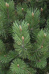 Emerald Arrow Bosnian Pine (Pinus heldreichii 'Emerald Arrow') at Stonegate Gardens