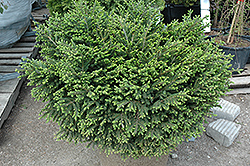 Bergman's Gem Oriental Spruce (Picea orientalis 'Bergman's Gem') at Stonegate Gardens