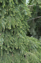 Bruns Weeping Spruce (Picea omorika 'Pendula Bruns') at Stonegate Gardens
