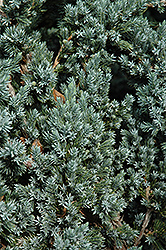 Meyer Juniper (Juniperus squamata 'Meyeri') at Stonegate Gardens