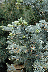 Candicans White Fir (Abies concolor 'Candicans') at Stonegate Gardens