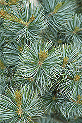 Short-Needled Japanese Blue Pine (Pinus parviflora 'Glauca Brevifolia') at A Very Successful Garden Center