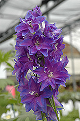 Guardian Early Blue Larkspur (Delphinium 'Guardian Early Blue') at A Very Successful Garden Center