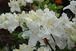 Oxydol Azalea (Rhododendron 'Oxydol') at Stonegate Gardens