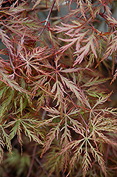 Inaba Shidare Cutleaf Japanese Maple (Acer palmatum 'Inaba Shidare') at Lakeshore Garden Centres
