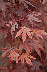 Fireglow Japanese Maple (Acer palmatum 'Fireglow') at Stonegate Gardens