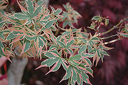 Beni Schichihenge Japanese Maple (Acer palmatum 'Beni Schichihenge') at Stonegate Gardens