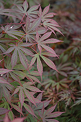 Suminagashi Japanese Maple (Acer palmatum 'Suminagashi') at Stonegate Gardens