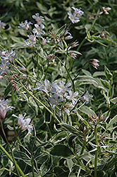 Montrose Tricolor Phlox (Phlox divaricata 'Montrose Tricolor') at A Very Successful Garden Center