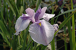 Imperial Magic Japanese Iris (Iris ensata 'Imperial Magic') at Stonegate Gardens