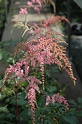 Ostrich Plume Astilbe (Astilbe x arendsii 'Ostrich Plume') at Stonegate Gardens