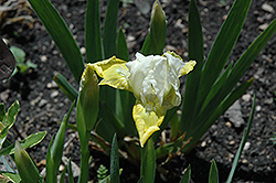 Cupcake Iris (Iris 'Cupcake') at A Very Successful Garden Center