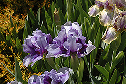Forever Violet Iris (Iris 'Forever Violet') at Stonegate Gardens