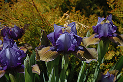 Blueberry Tart Iris (Iris 'Blueberry Tart') at A Very Successful Garden Center