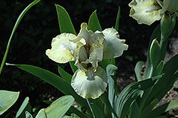 Limesicle Iris (Iris 'Limesicle') at Stonegate Gardens