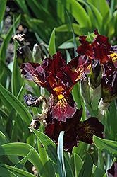Ruby Passion Iris (Iris 'Ruby Passion') at Stonegate Gardens