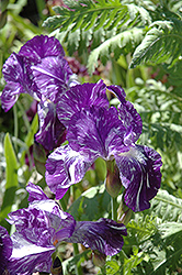 Blueberry Filly Iris (Iris 'Blueberry Filly') at Stonegate Gardens