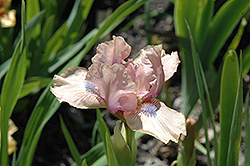 Chanted Iris (Iris 'Chanted') at Stonegate Gardens