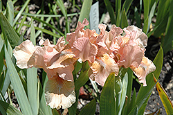 Purr Iris (Iris 'Purr') at Stonegate Gardens
