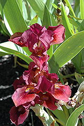 Lady In Red Iris (Iris 'Lady In Red') at Stonegate Gardens