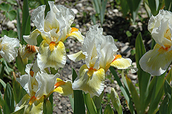 Loomalight Iris (Iris 'Loomalight') at Stonegate Gardens