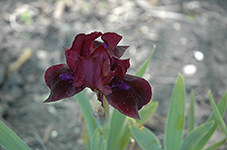 Black Stallion Iris (Iris 'Black Stallion') at Stonegate Gardens