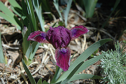 Kissimmee Iris (Iris 'Kissimmee') at Stonegate Gardens