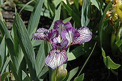 Flea Circus Iris (Iris 'Flea Circus') at Stonegate Gardens