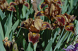 Spot of Tea Iris (Iris 'Spot Of Tea') at Stonegate Gardens