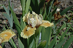 Humbug Iris (Iris 'Humbug') at Stonegate Gardens