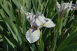 Forever Blue Iris (Iris 'Forever Blue') at Stonegate Gardens