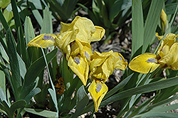 Zipper Iris (Iris 'Zipper') at Stonegate Gardens