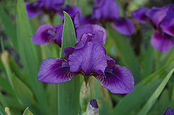 Novelette Iris (Iris 'Novelette') at Stonegate Gardens
