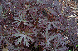 Hocus Pocus Cranesbill (Geranium pratense 'Hocus Pocus') at A Very Successful Garden Center