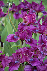 Raspberry Jam Iris (Iris 'Raspberry Jam') at Stonegate Gardens