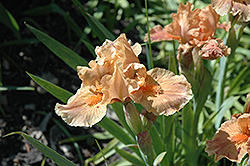 Brash Iris (Iris 'Brash') at Stonegate Gardens